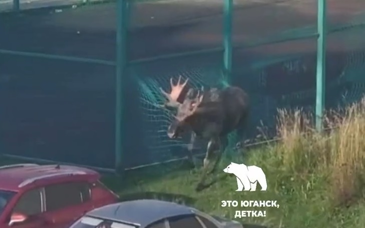 Лось попал в передрягу в поселке Югры