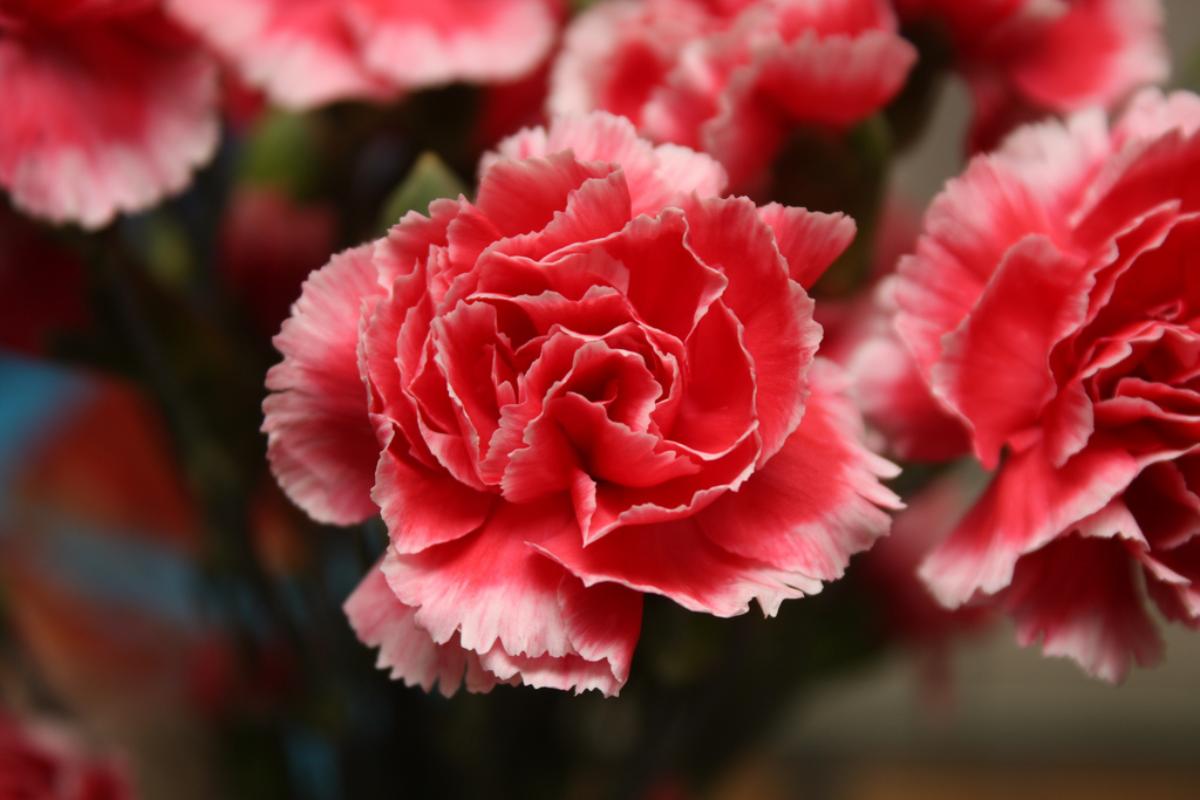 Гвоздика Carnation