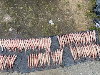 В Нижневартовске у браконьера изъяли 132 стерляди