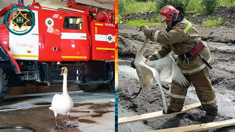 В ХМАО пожарные спасли лебедя, умиравшего в луже с грязью