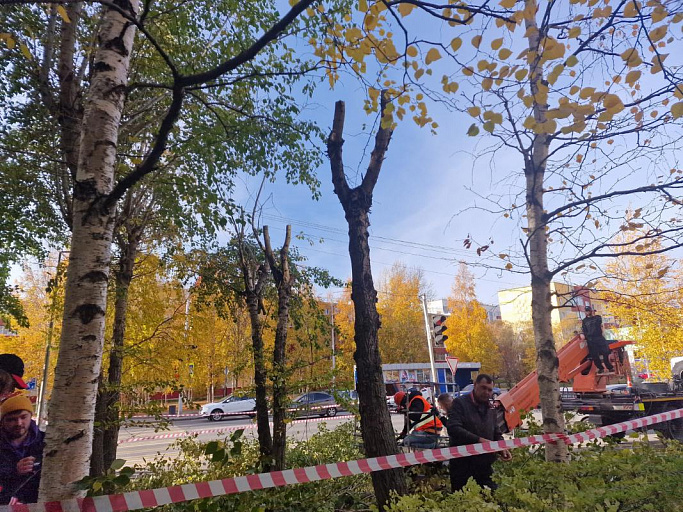 Кроны тополей обрежут в Сургуте этой осенью