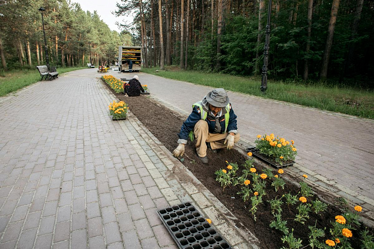 Сургут потратит 30 миллионов рублей на цветочное оформление 